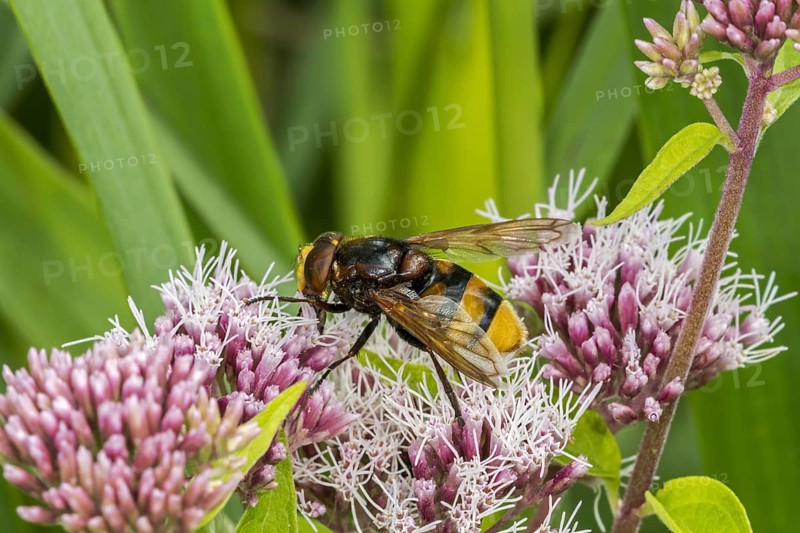 Hornet mimic hoverfly