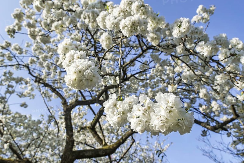 Japanese cherry