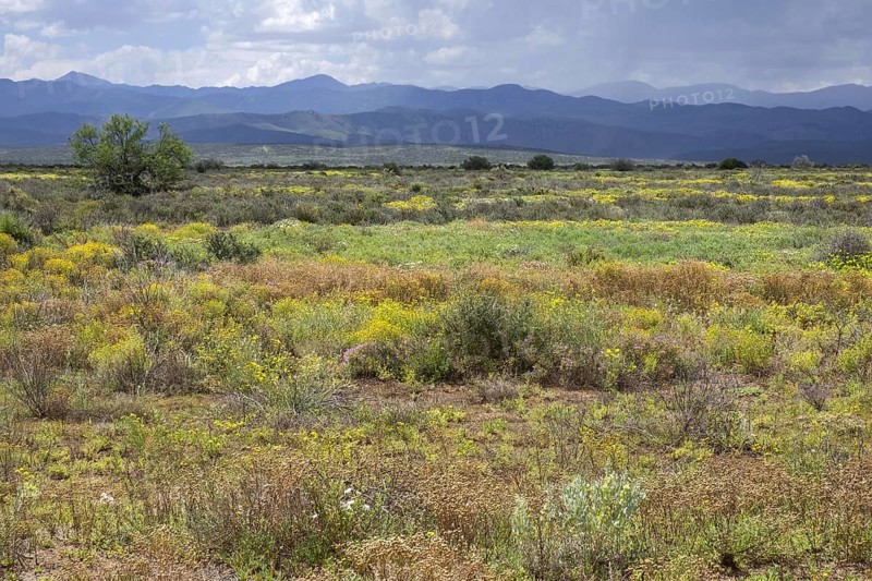 Typical Karoo vegetation along the scenic Route 62