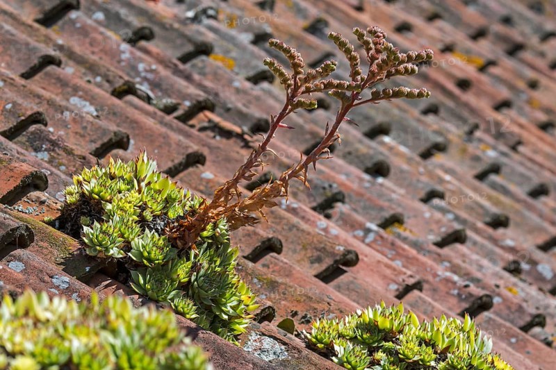 Common houseleek