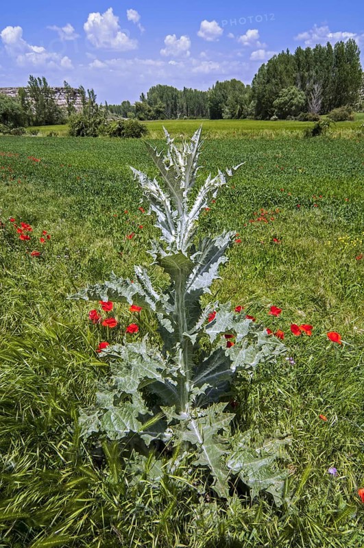Cotton thistle