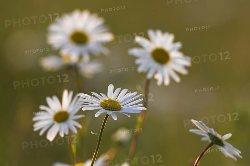 Oxeye daisy