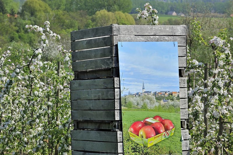 Wooden crates in half-standard Jonagold apple tree