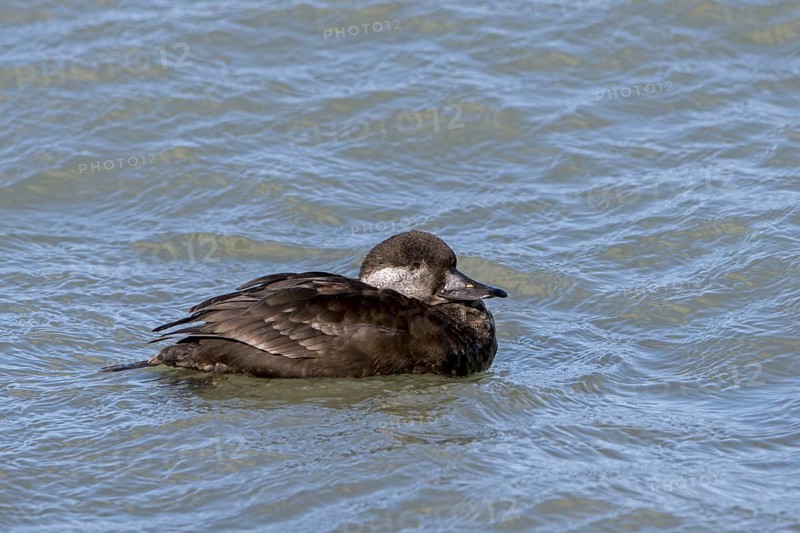 Common scoter