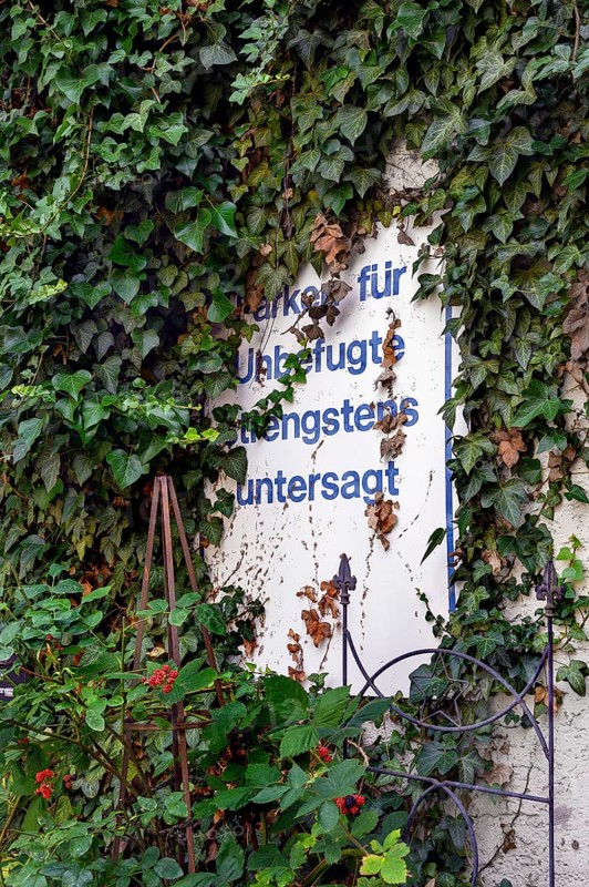Sign -Parking for unauthorised strictly prohibited- surrounded with ivy