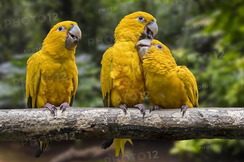 Three golden parakeets