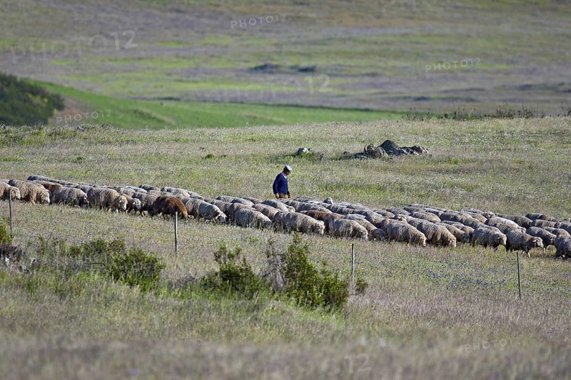 Shepherd herding flock of sheep near Castro Verde