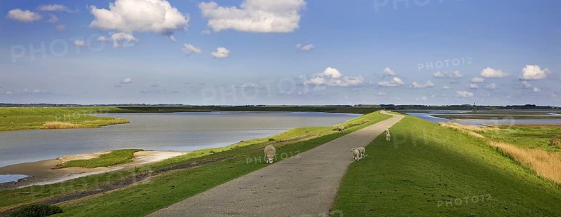 Sheep grazing on dyke in nature reserve Plan Tureluur showing Flaauwers