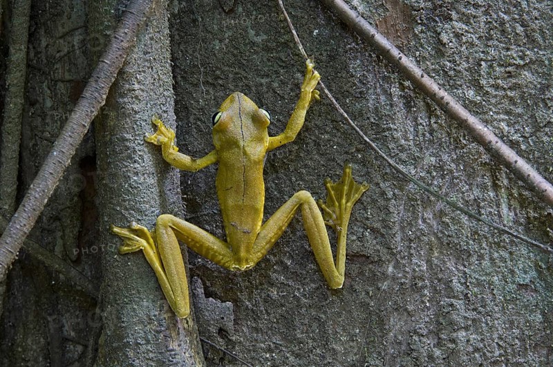 Rosenberg's Gladiator tree frog