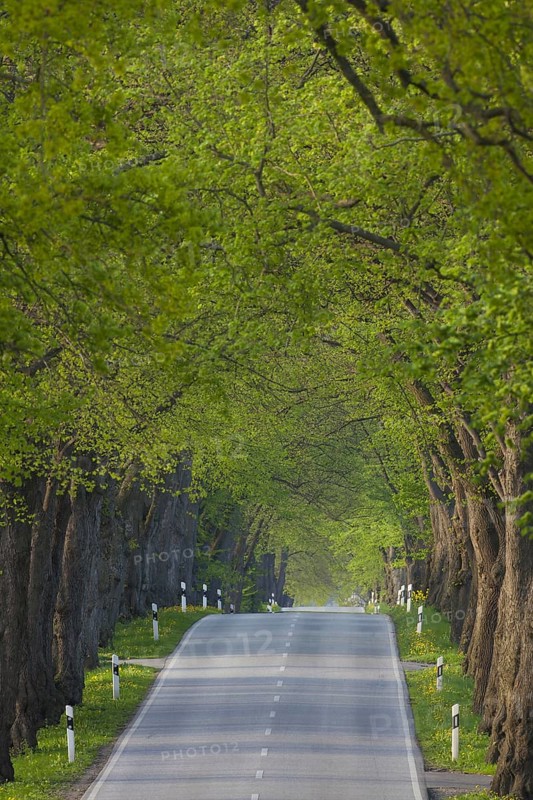Silver linden