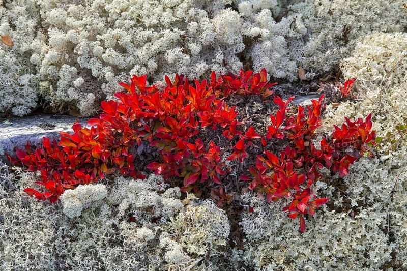 Alpine bearberry