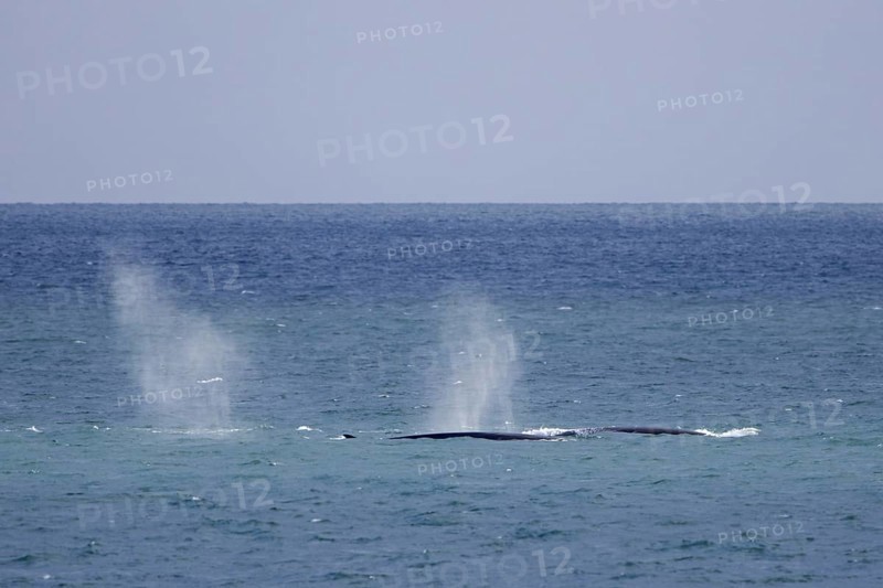 Fin whales