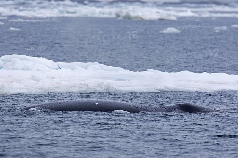 Bowhead whale