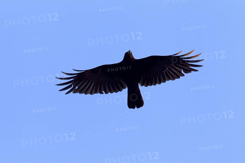 Carrion crow