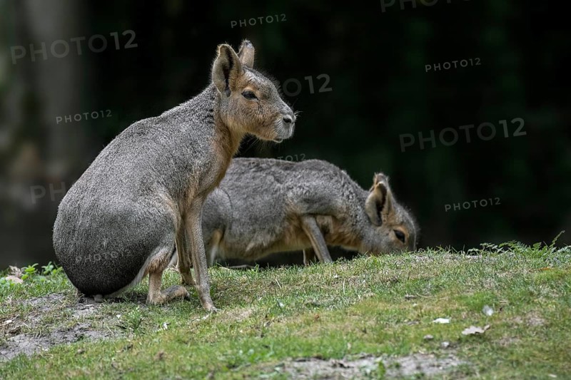 Two Patagonian maras