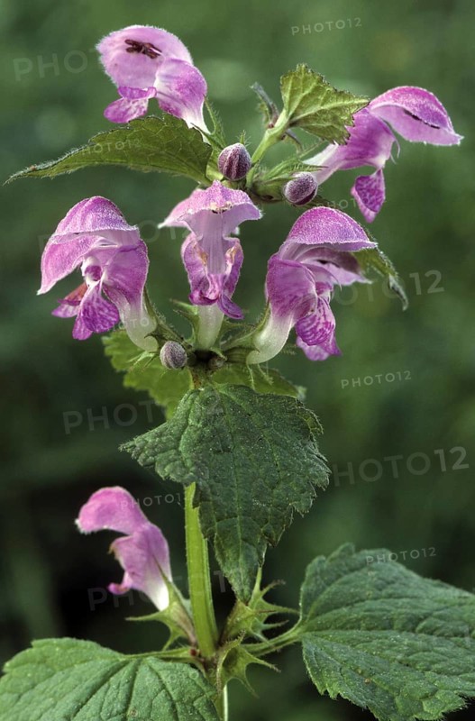 Common hemp-nettle