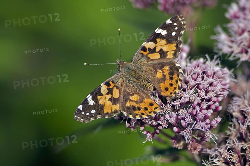 Painted lady