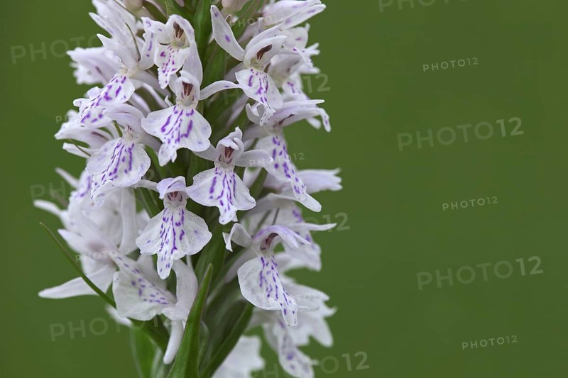 Heath spotted orchid