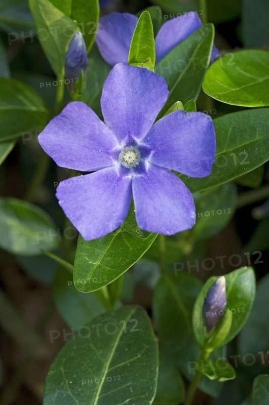 Lesser periwinkle