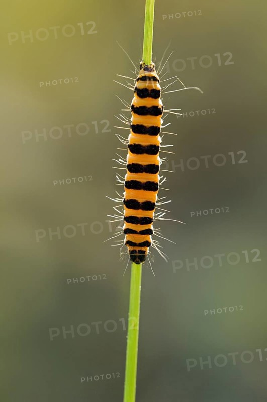 Caterpillar of cinnabar moth