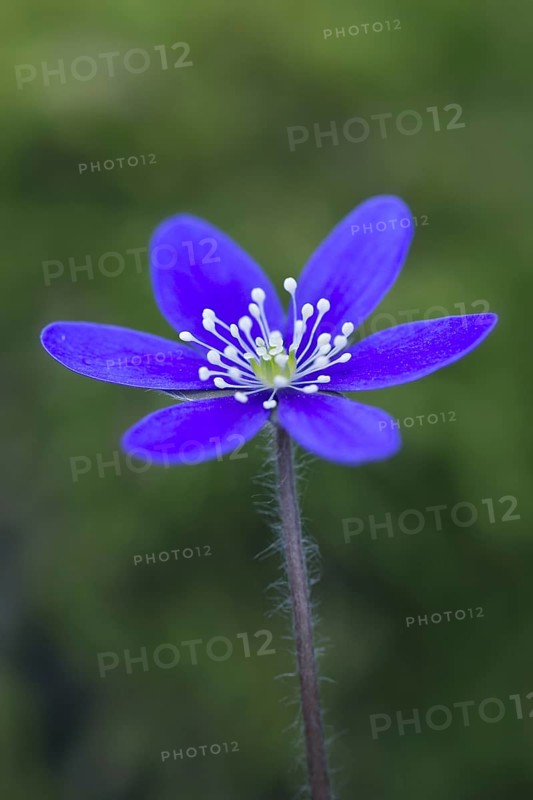 Common Hepatica