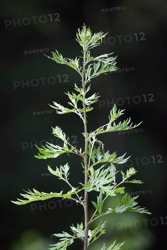 Mugwort
