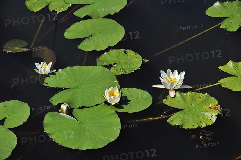 European white waterlily