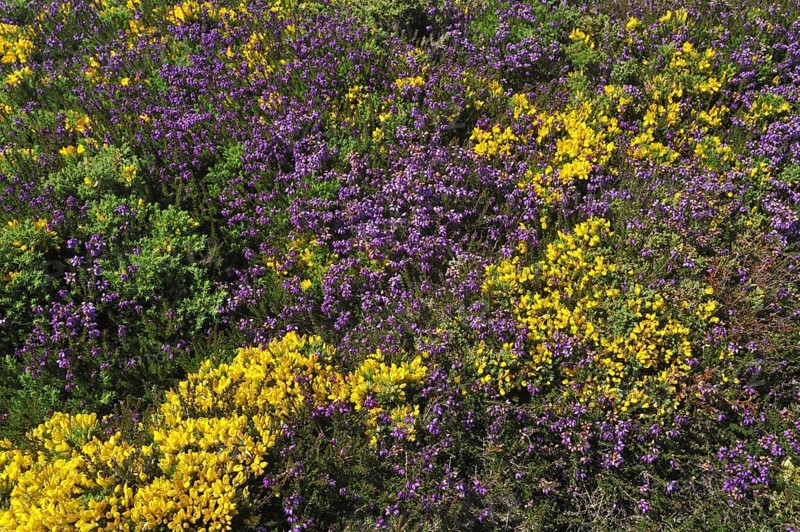 Flowering heather and gorse on top of cliff at the Pointe du Raz at Plogoff