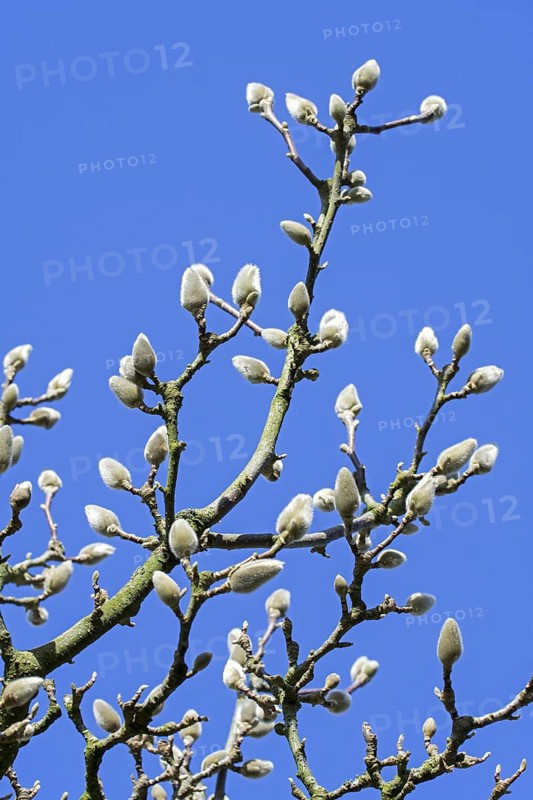 (Magnolia denudata) Fragrant Cloud, Dan Xin twigs with buds enclosed in a bract against blue sky in late winter, early spring