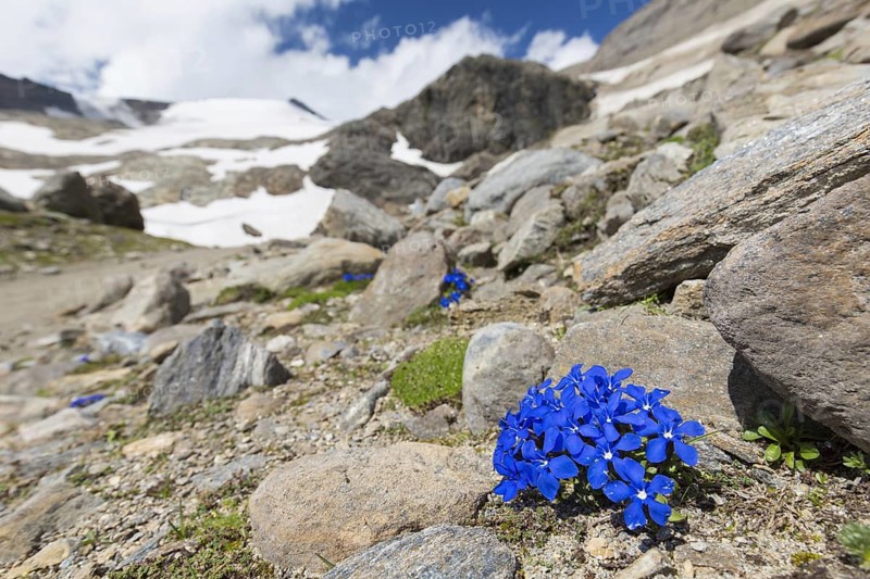 Bavarian gentian