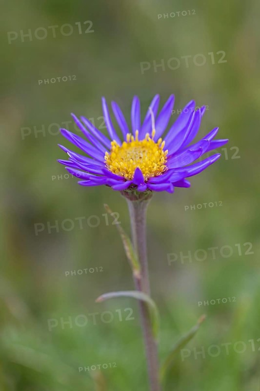 Alpine aster