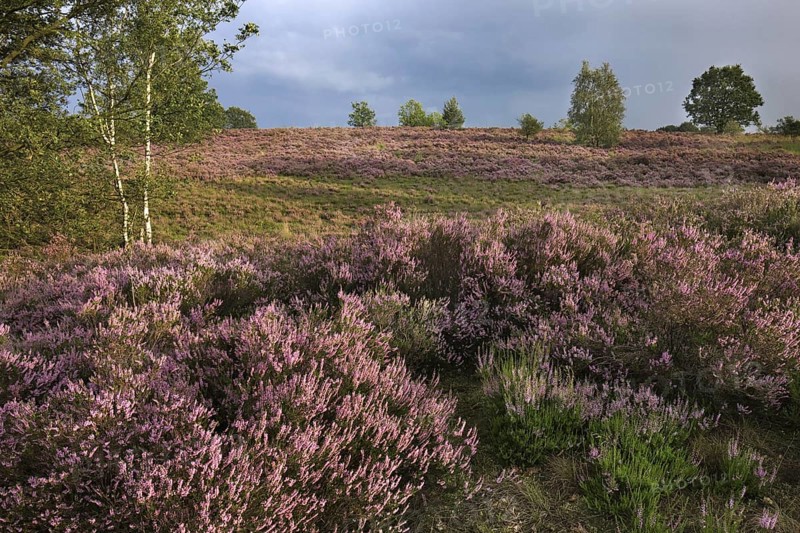 Heather flowering in heathland at the Hoge Kempen National Park