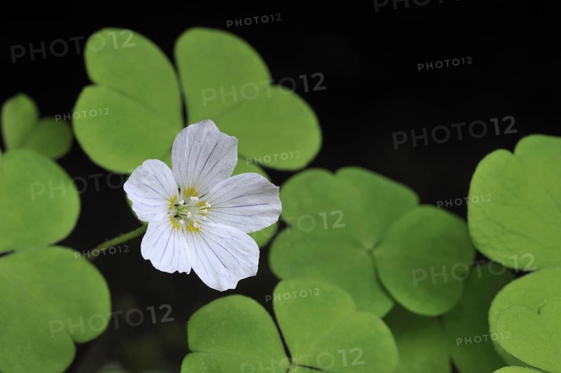 Common Wood-sorrel