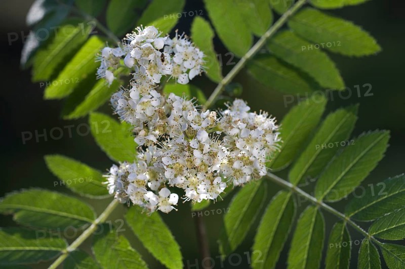 European Rowan