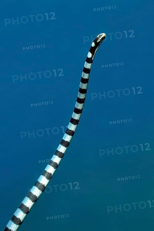Venomous water snake colubrine sea krait
