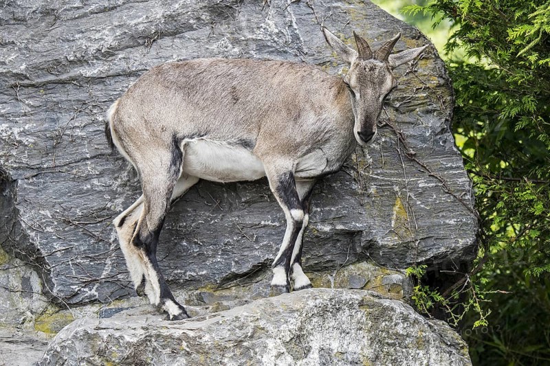 Himalayan blue sheep