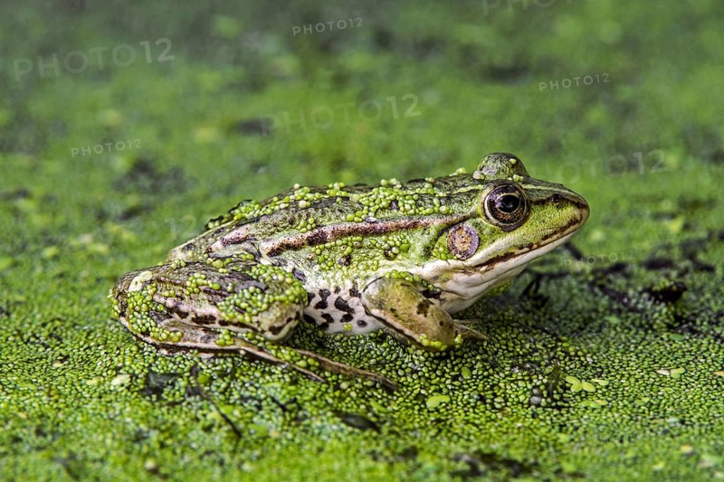 Edible frog