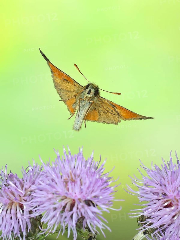 Large skipper