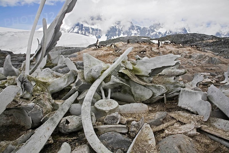 Whale bones and Gentoo Penguin