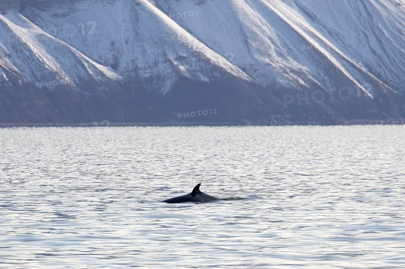 Northern minke whale