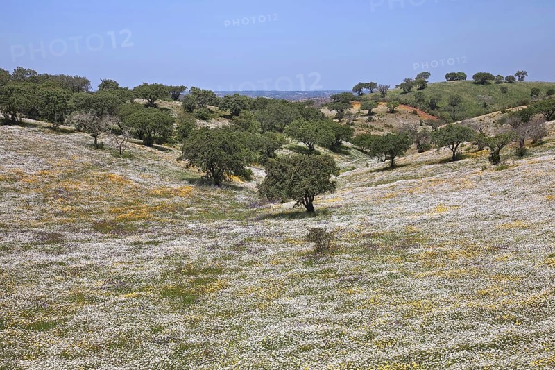 Colourful wildflowers in meadow in montado