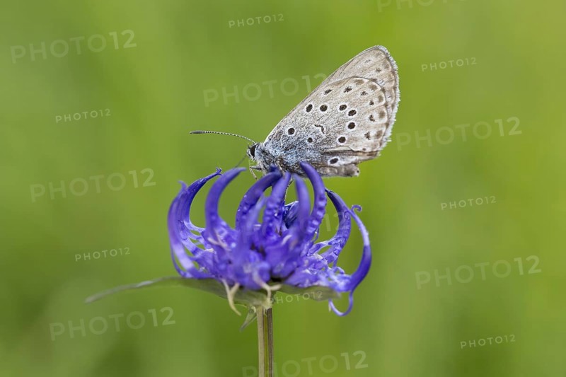 Large blue