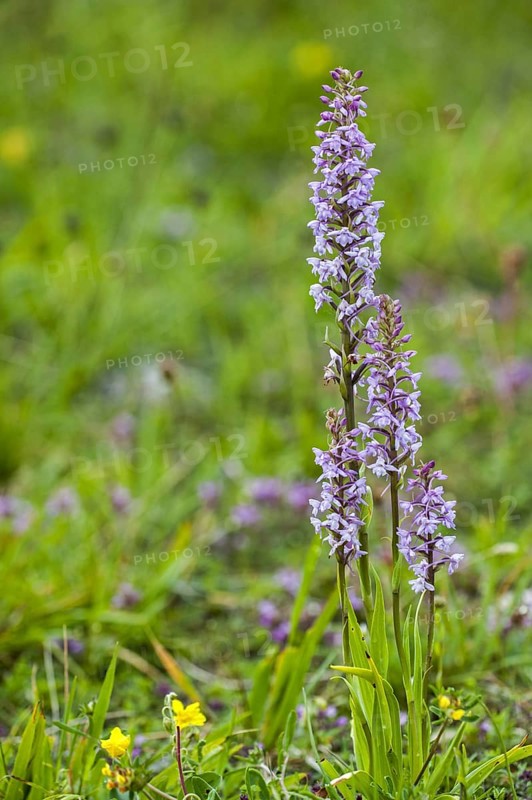 Fragrant orchid