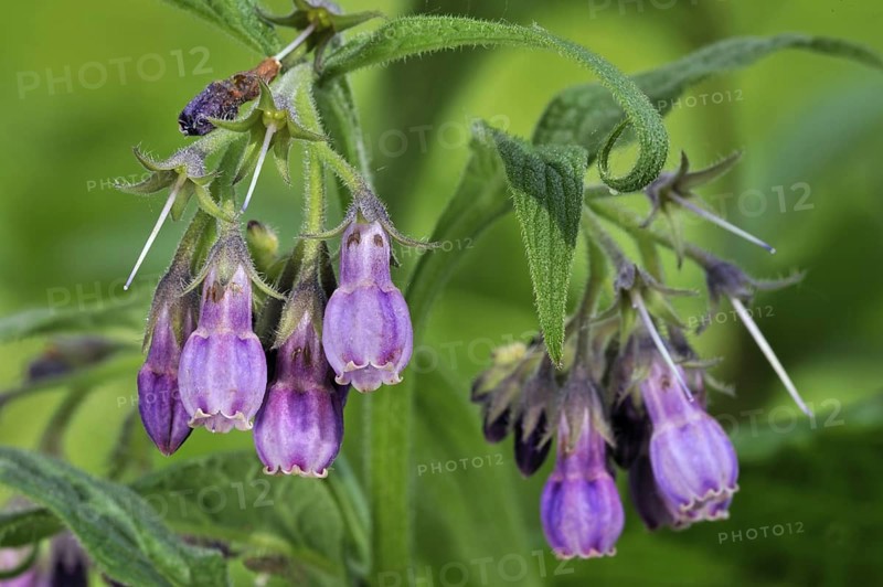 Common comfrey