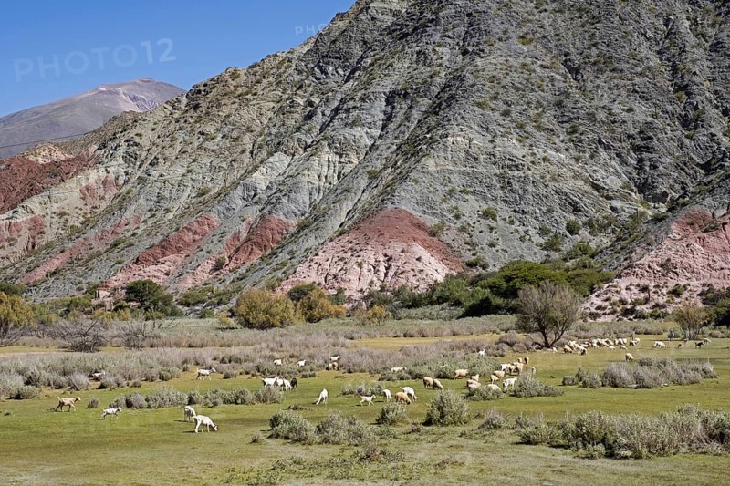Flock of sheep grazing in the colourful Quebrada de Humahuaca