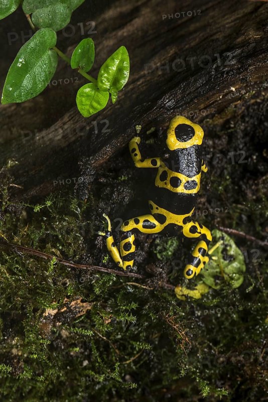 Yellow-banded poison dart frog