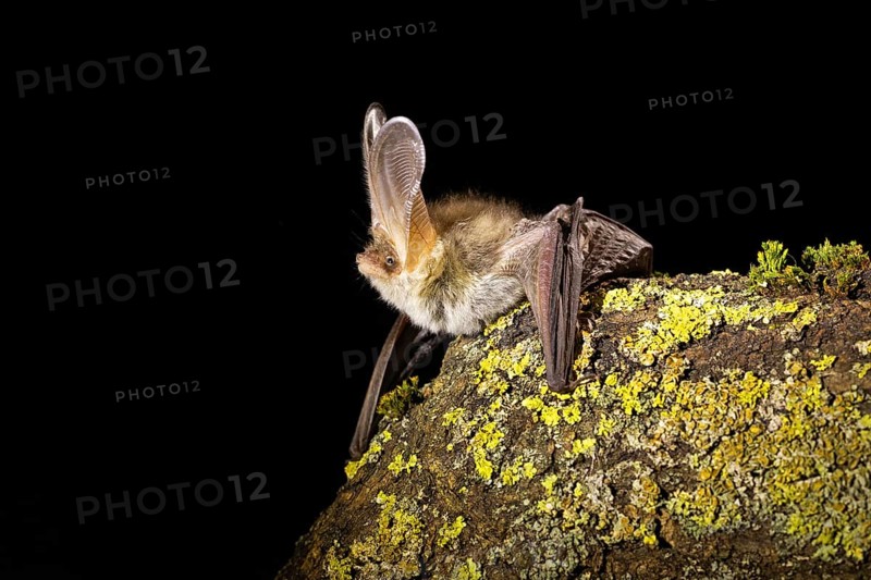 Brown long-eared bat