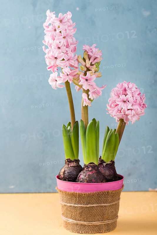 Flower pot hyacinth