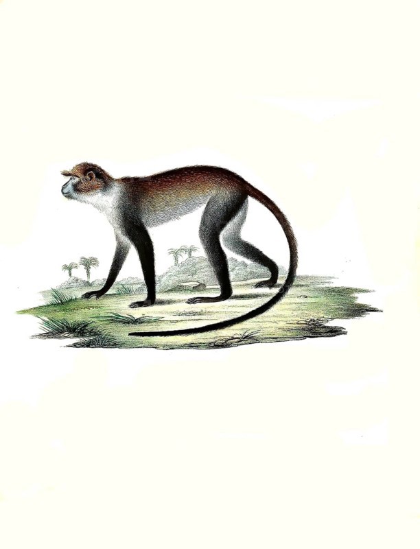 Mammals