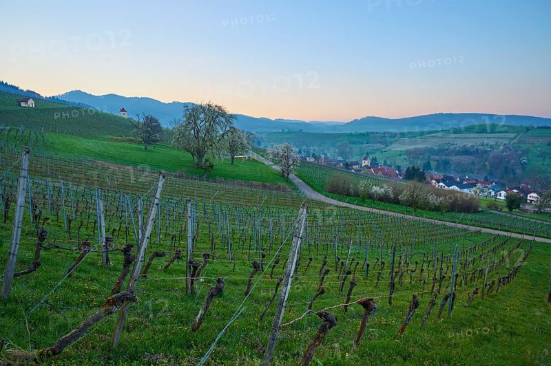 Vineyards